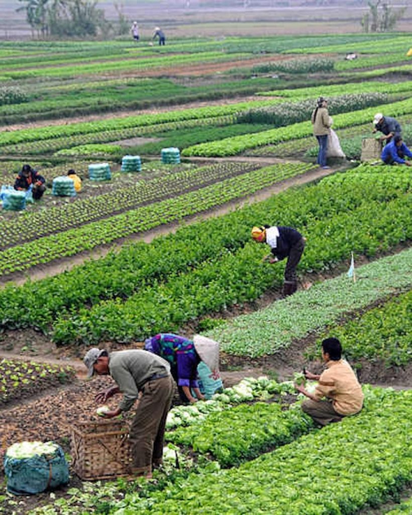 800px-agriculture_in_vietnam_with_farmers